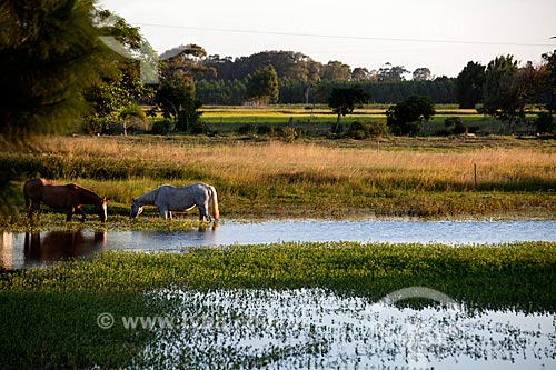  Assunto: Cavalos bebendo água nos Banhados (áreas alagadas permanente ou temporariamente) / Local: Mostardas - Rio Grande do Sul (RS) - Brasil / Data: 02/2012 