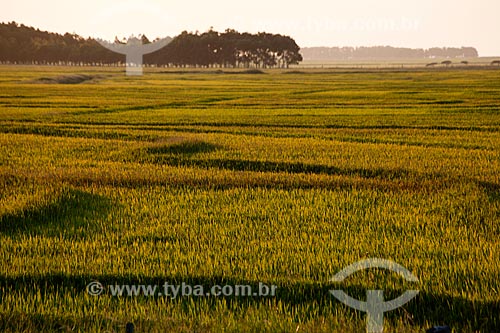  Assunto: Plantação de arroz    / Local: Mostardas - Rio Grande do Sul (RS) - Brasil / Data: 02/2012 