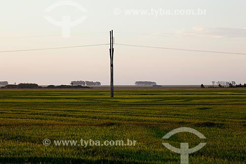  Assunto: Plantação de arroz    / Local: Mostardas - Rio Grande do Sul (RS) - Brasil / Data: 02/2012 