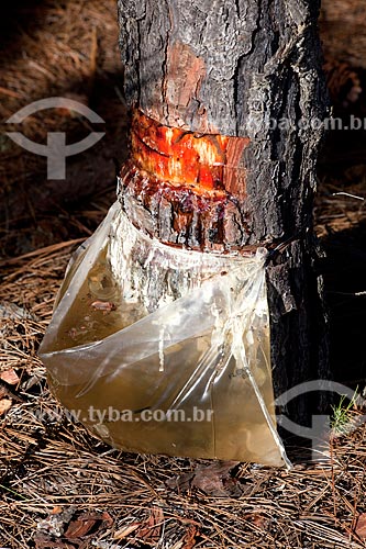  Assunto: Retirada de Resina de Pinus / Local: Tavares - Rio Grande do Sul (RS) - Brasil / Data: 02/2012 