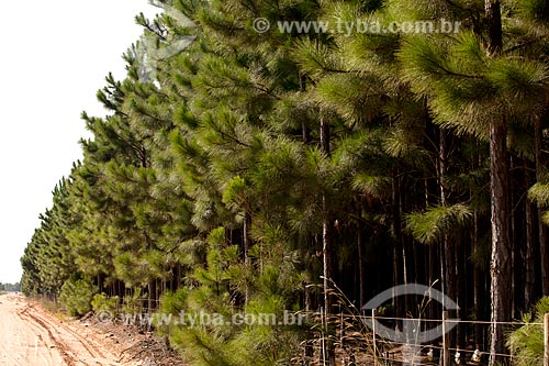  Assunto: Plantação de Pinus / Local: Tavares - Rio Grande do Sul (RS) - Brasil / Data: 02/2012 