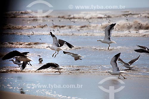  Assunto: Gaivotas na praia do Balneário Mostardense  / Local: Mostardas - Rio Grande do Sul (RS) - Brasil / Data: 02/2012 