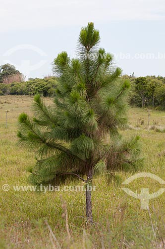  Assunto: Pinus / Local: Tavares - Rio Grande do Sul (RS) - Brasil / Data: 02/2012 