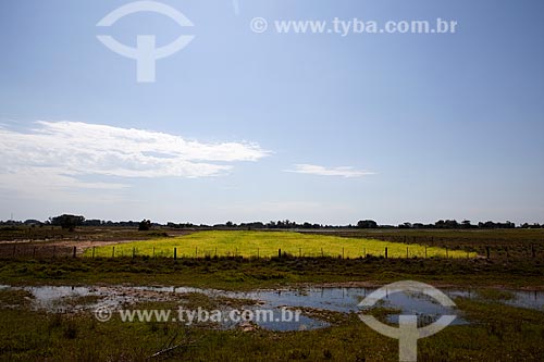  Assunto: Plantação de arroz Tavares  / Local: Tavares - Rio Grande do Sul (RS) - Brasil / Data: 02/2012 