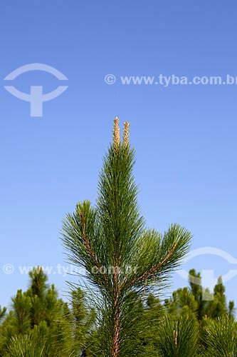  Assunto: Pinus / Local: Mostardas - Rio Grande do Sul (RS) - Brasil / Data: 02/2012 
