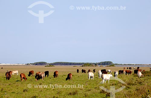  Assunto: Gado pastando em área rural / Local: Mostardas - Rio Grande do Sul (RS) - Brasil / Data: 02/2012 