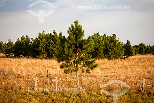  Assunto: Pinus / Local: Mostardas - Rio Grande do Sul (RS) - Brasil / Data: 02/2012 