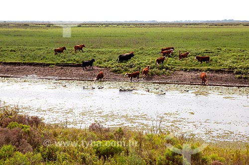  Assunto: Criação de gado na Estação Ecológica do Taim / Local: Santa Vitória do Palmar - Rio Grande do Sul (RS) - Brasil / Data: 02/2012 