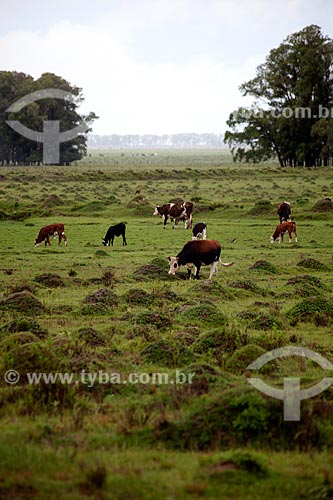  Assunto: Criação de gado na Estação Ecológica do Taim / Local: Santa Vitória do Palmar - Rio Grande do Sul (RS) - Brasil / Data: 02/2012 