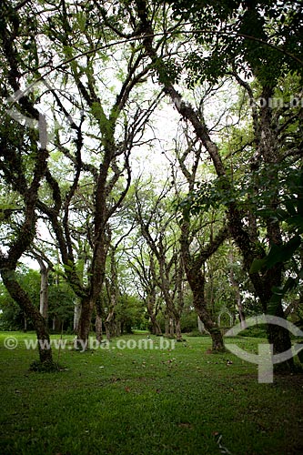  Assunto: Jacarandás nos jardins da Charqueada Santa Rita / Local: Pelotas - Rio Grande do Sul (RS) - Brasil / Data: 02/2012 