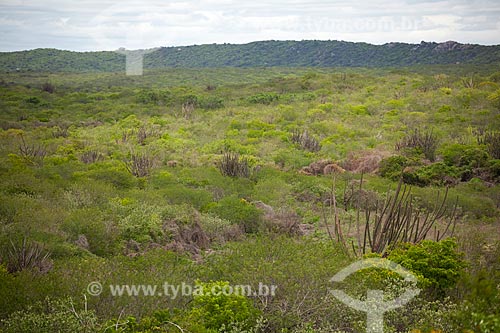  Assunto: Facheiro no semiárido potiguar / Local: Caiçara do Rio do Vento  -  Rio Grande do Norte  ( RN )   -  Brasil / Data: 03/2012 