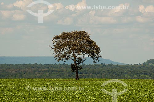  Assunto: Plantação de soja com mata nativa ao fundo / Local: Rondonópolis - Mato Grosso (MT) - Brasil / Data: 12/2011 