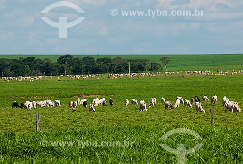  Assunto: Rebanho de gado nelore / Local: Itiquira - Mato Grosso (MT) - Brasil / Data: 12/2011 