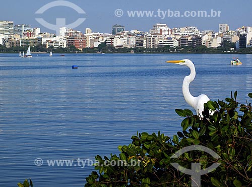  Assunto: Garça na orla da Lagoa Rodrigo de Freitas                         / Local: Lagoa - Rio de Janeiro (RJ) - Brasil / Data: 05/2012 
