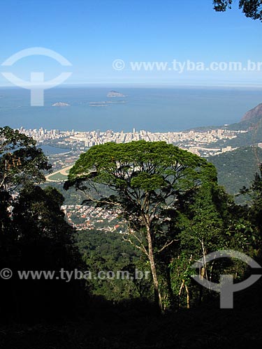  Assunto: Árvore no Parque Nacional da Tijuca com Zona Sul ao fundo  / Local: Rio de Janeiro (RJ) - Brasil / Data: 05/2012 
