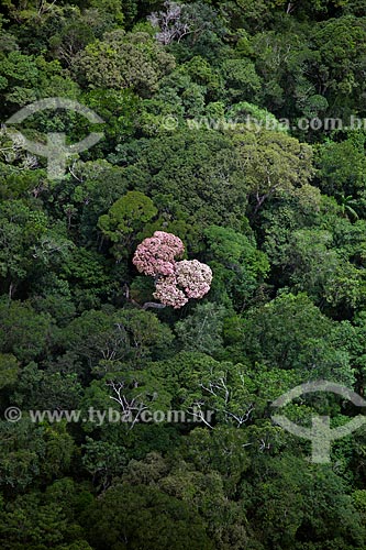  Assunto: Vista aérea da Floresta Amazônica - Parque Nacional Montanhas do Tumucumaque / Local: Amapá (AP) - Brasil / Data: 04/2012 