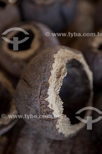  Assunto: Museu Sacaca - Ouriços da castanha / Local: Macapá - Amapá (AP) - Brasil / Data: 04/2012 