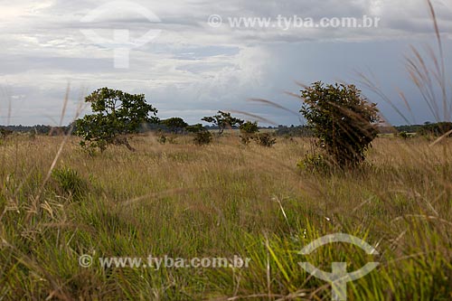  Assunto: Vegetação de cerrado na Área de Proteção Ambiental do Rio Curiaú / Local: Macapá - Amapá (AP) - Brasil / Data: 04/2012 