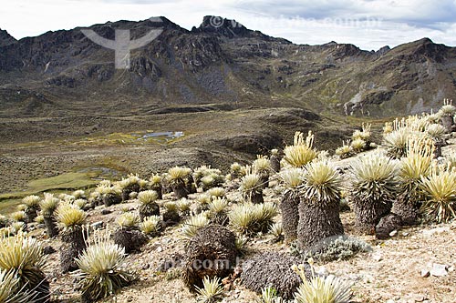  Assunto: Fim da trilha para o Pico Pan de Azúcar com paisagem típica dos páramos - Ecossistema encontrado em grandes altitudes do noroeste da América do Sul  / Local: Mérida - Mérida - Venezuela - América do Sul / Data: 05/2012 
