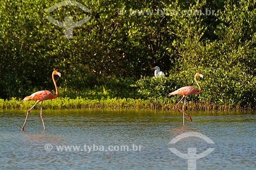  Assunto: Flamingos na Laguna Boca del Caño / Local: Falcón - Falcón - Venezuela - América do Sul / Data: 05/2012 