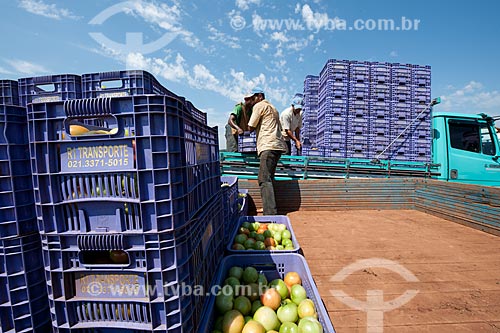  Assunto: Carregamento de tomate de mesa na zona rural de Taquarivaí  / Local: Taquarivaí - São Paulo (SP) - Brasil / Data: 01/2012 