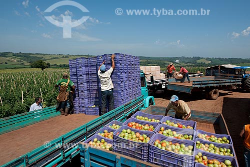  Assunto: Carregamento de tomate de mesa na zona rural de Taquarivaí  / Local: Taquarivaí - São Paulo (SP) - Brasil / Data: 01/2012 