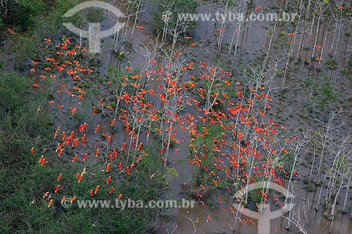  Assunto: Guarás (Eudocimus ruber) voando na Reserva Biológica Lago Piratuba / Local: Amapá (AP) - Brasil / Data: 04/2012 