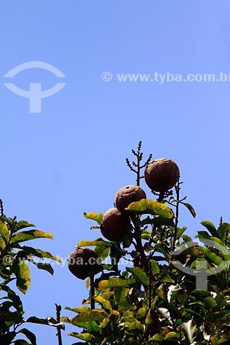 Assunto: Ouriços de castanha - Na fazenda Aruanã / Local: Itacoatiara - Amazonas (AM) - Brasil / Data: 06/2012 