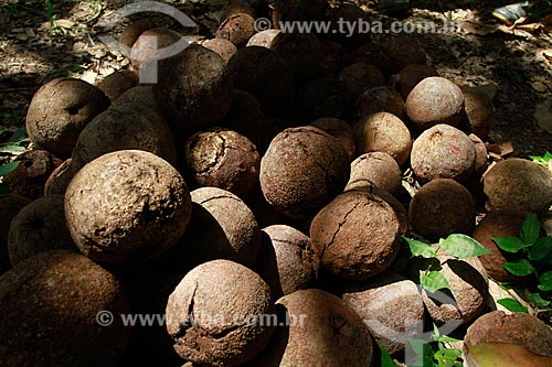  Assunto: Ouriços de castanha -  Na fazenda Aruanã / Local: Itacoatiara - Amazonas (AM) - Brasil / Data: 06/2012 