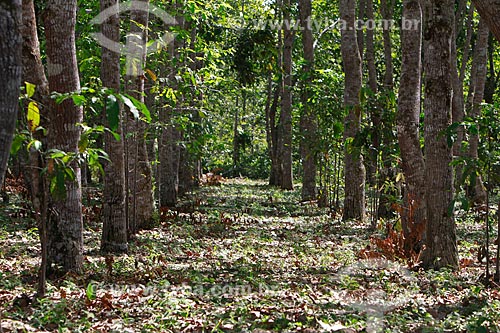  Assunto: Plantação de castanheiras na fazenda Aruanã / Local: Itacoatiara - Amazonas (AM) - Brasil / Data: 06/2012 