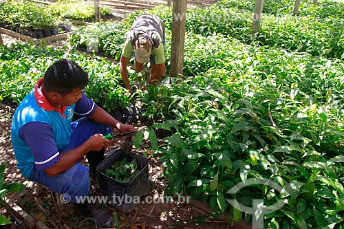  Assunto: Mudas de castanheiras na fazenda Aruanã / Local: Itacoatiara - Amazonas (AM) - Brasil / Data: 06/2012 