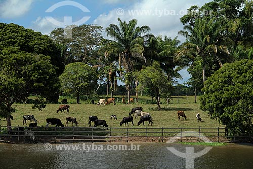  Assunto: Gado pastando em área rural / Local: Parintins - Amazonas (AM) - Brasil / Data: 06/2012 