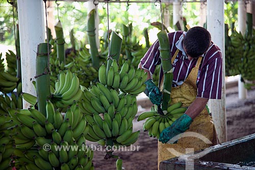  Assunto: Armazém de beneficiamento de bananas no Vale do Ribeira  / Local: Jacupiranga - São Paulo (SP) - Brasil  / Data: 02/2012 