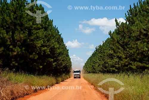  Assunto: Plantação de pinus na zona rural de Itaberá / Local: Itaberá - São Paulo (SP) - Brasil / Data: 08/2011 