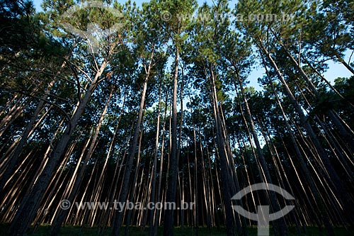  Assunto: Plantação de pinus na zona rural de Itaberá / Local: Itaberá - São Paulo (SP) - Brasil / Data: 08/2011 