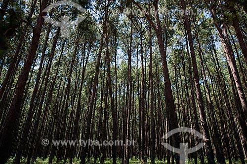  Assunto: Plantação de pinus na zona rural de Itaberá / Local: Itaberá - São Paulo (SP) - Brasil / Data: 08/2011 