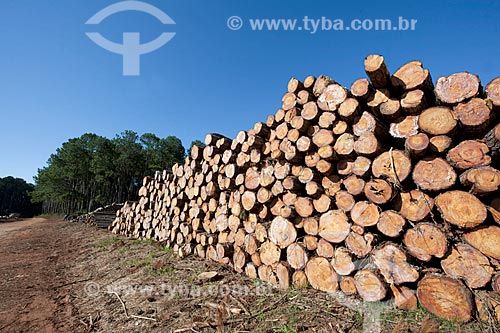  Assunto: Toras de pinus cortadas e empilhadas na zona rural de Itaberá / Local: Itaberá - São Paulo (SP) - Brasil / Data: 08/2011 