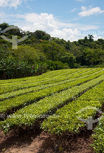  Assunto: Plantação de chá no Vale do Ribeira   / Local: Pariquera-Açú - São Paulo (SP) - Brasil / Data: 02/2012 