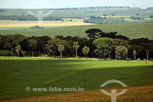  Assunto: Plantação de soja com Pinus ao fundo na área rural de Itaberá / Local: Itaberá - São Paulo (SP) - Brasil / Data: 02/2012 