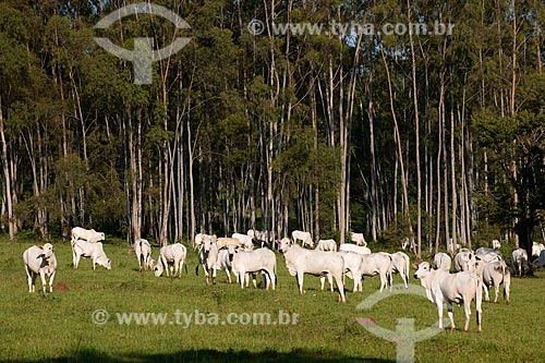  Assunto: Rebanho de gado nelore pastando na zona rural de Taquarivaí com eucaliptos ao fundo / Local: Taquarivaí - São Paulo (SP) - Brasil / Data: 02/2012 