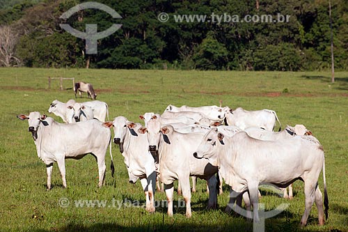  Assunto: Rebanho de gado nelore pastando na zona rural de Taquarivaí  / Local: Taquarivaí - São Paulo (SP) - Brasil / Data: 02/2012 