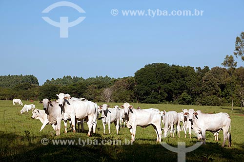  Assunto: Rebanho de gado nelore pastando na zona rural de Taquarivaí / Local: Taquarivaí - São Paulo (SP) - Brasil / Data: 02/2012 
