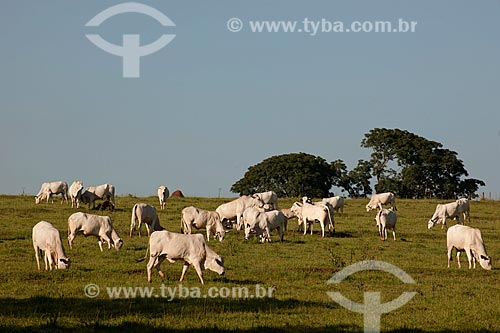  Assunto: Rebanho de gado nelore pastando na zona rural de Taquarivaí / Local: Taquarivaí - São Paulo (SP) - Brasil / Data: 02/2012 