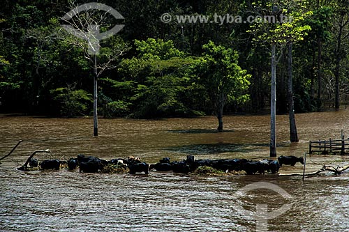  Assunto: Rebanho de búfalos no Rio Amazonas na época da cheia / Local: Parintins - Amazonas (AM) - Brasil / Data: 07/2012 