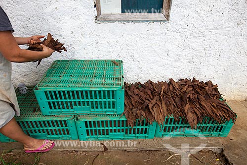  Assunto: Processo de beneficiamento das folhas de tabaco para produção de charutos - Don Francisco Charutos - Tabaco mata fina / Local: Fazenda Campo Verde - Cruz das Almas - Bahia (BA) - Brasil / Data: 07/2012 