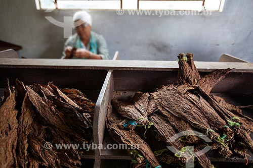  Assunto: Folhas de tabaco para a produção de charutos - Don Francisco Charutos - Tabaco mata fina / Local: Fazenda Campo Verde - Cruz das Almas - Bahia (BA) - Brasil / Data: 07/2012 