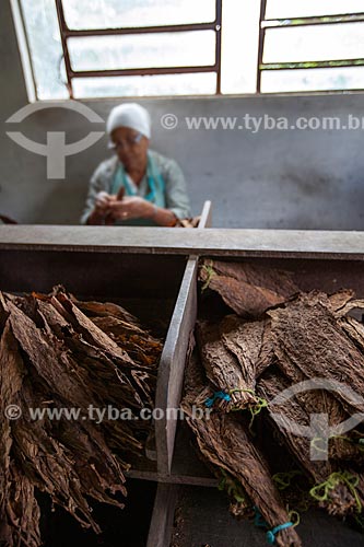  Assunto: Folhas de tabaco para a produção de charutos - Don Francisco Charutos - Tabaco mata fina / Local: Fazenda Campo Verde - Cruz das Almas - Bahia (BA) - Brasil / Data: 07/2012 
