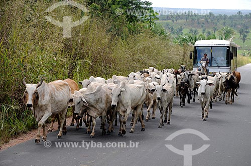  Assunto: Boiadeiros conduzindo o gado na Rodovia BR-010 (Conhecida popularmente como Belém-Brasília) / Local: Açailândia - Maranhão (MA) - Brasil / Data: 05/2012 