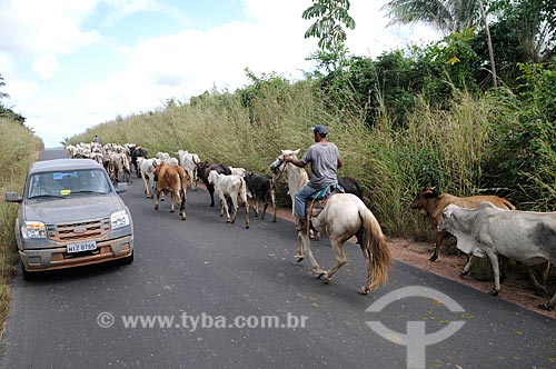  Assunto: Boiadeiros conduzindo o gado na Rodovia BR-010 (Conhecida popularmente como Belém-Brasília) / Local: Açailândia - Maranhão (MA) - Brasil / Data: 05/2012 