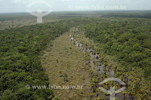  Assunto: Buritis (Mauritia flexuosa) no Parque Nacional Serra da Mocidade / Local: Caracaraí - Roraima (RR) - Brasil / Data: 03/2012 